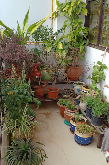 Natural Balcony Planting & Care Services in Chennai image 2