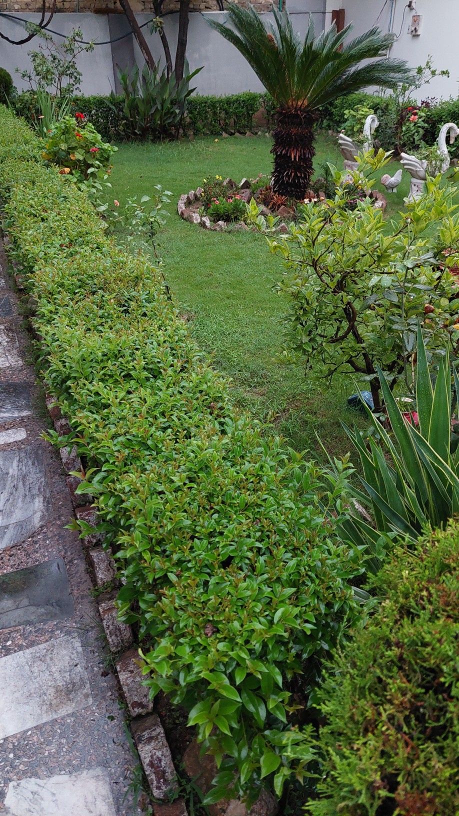 Outdoor Garden Pest Control Solutions Chennai image 2