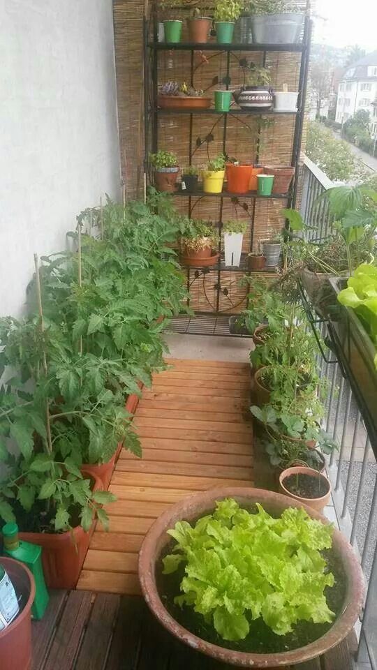 Organic Balcony Garden Setup Services in Chennai image 3