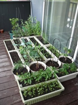 Organic Balcony Garden Setup Services in Chennai image 5