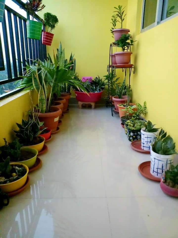 Professional Balcony Planters & Pots Setup in Chennai image 4