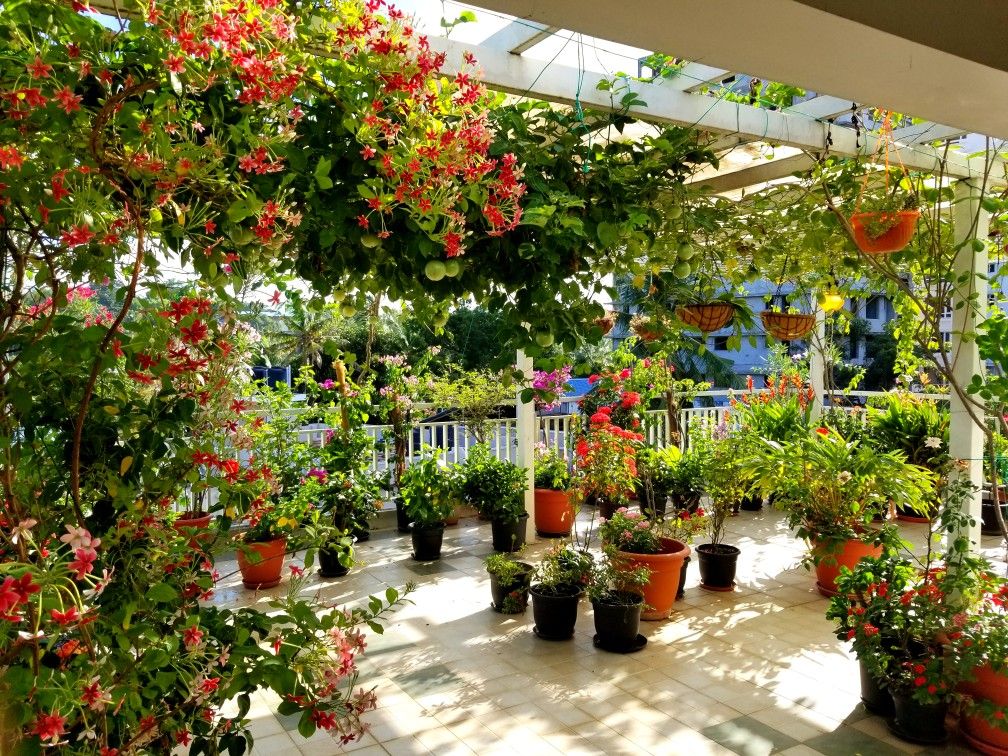 Full Terrace Garden Makeover Service in Chennai image 5