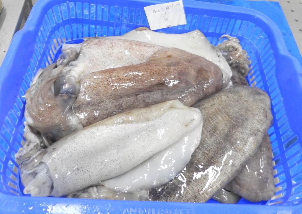 THONDI SQUID/AV SQUID (GRADE-1) - BLOCK FROZEN image 2