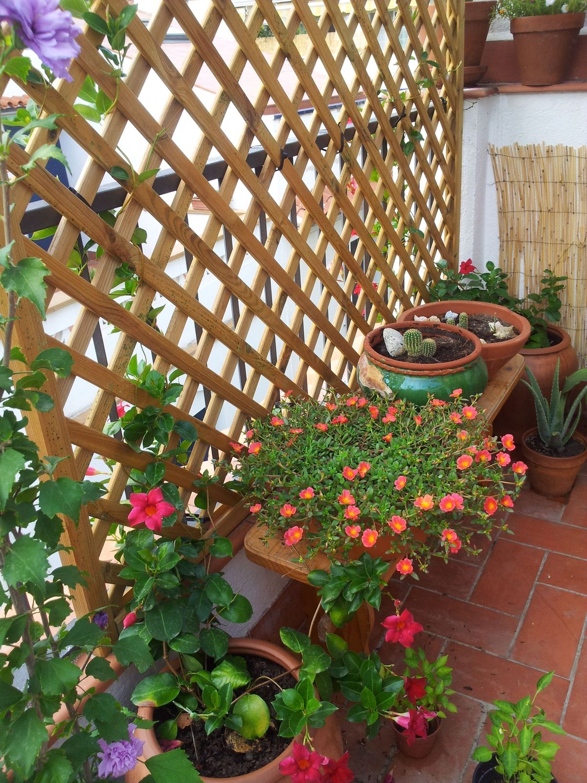 Natural Balcony Planting & Care Services in Chennai image 3