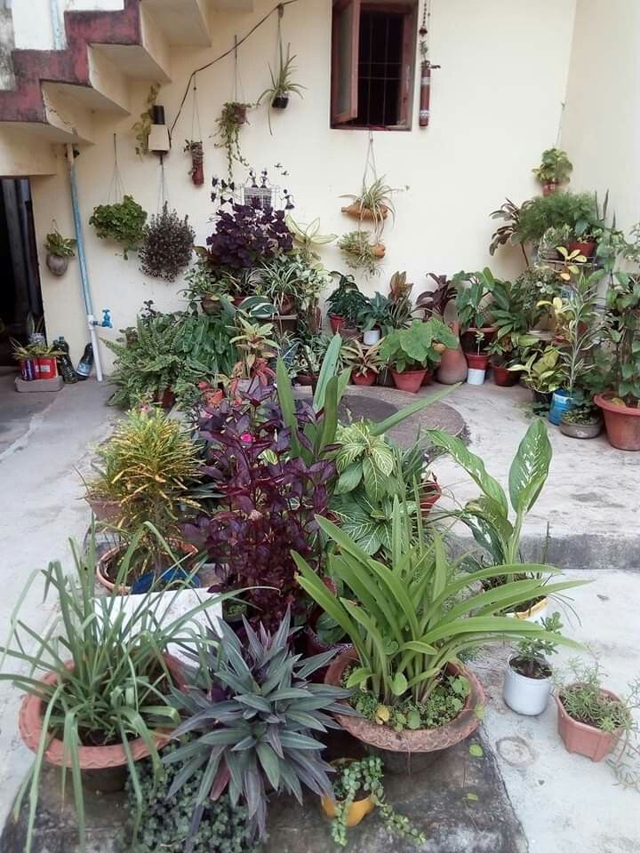 Outdoor Garden Soil & Manure Service Chennai image 5