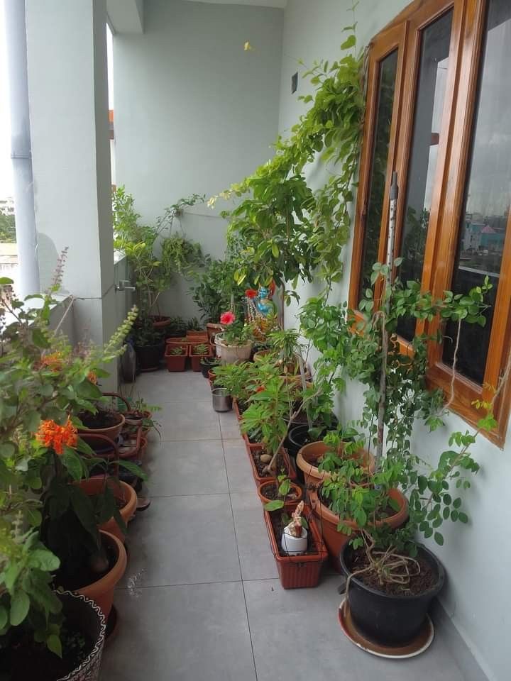 Professional Balcony Planters & Pots Setup in Chennai image 5