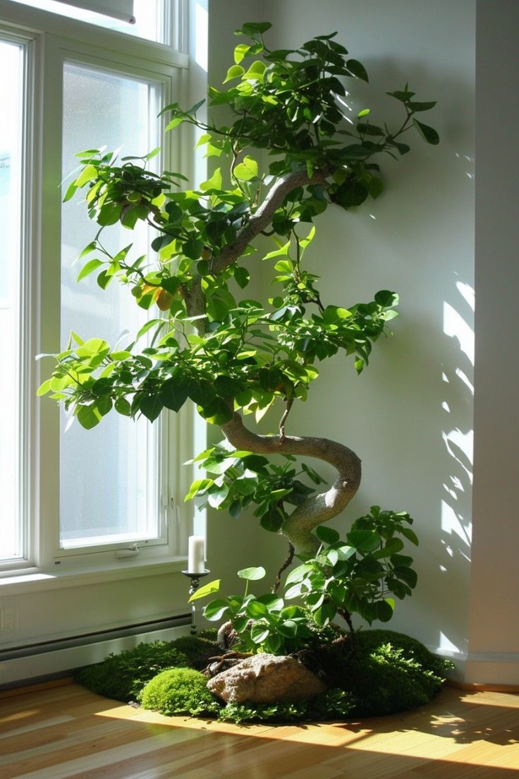 Indoor Plant Setup Service Chennai image 5