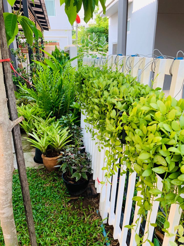 Outdoor Gardening Maintenance Packages Chennai image 3