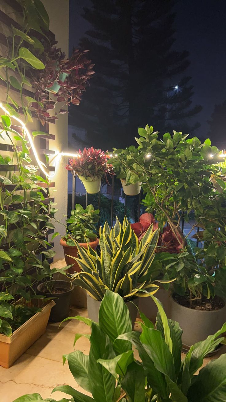 Balcony Gardening with Drip Irrigation Setup in Chennai image 3