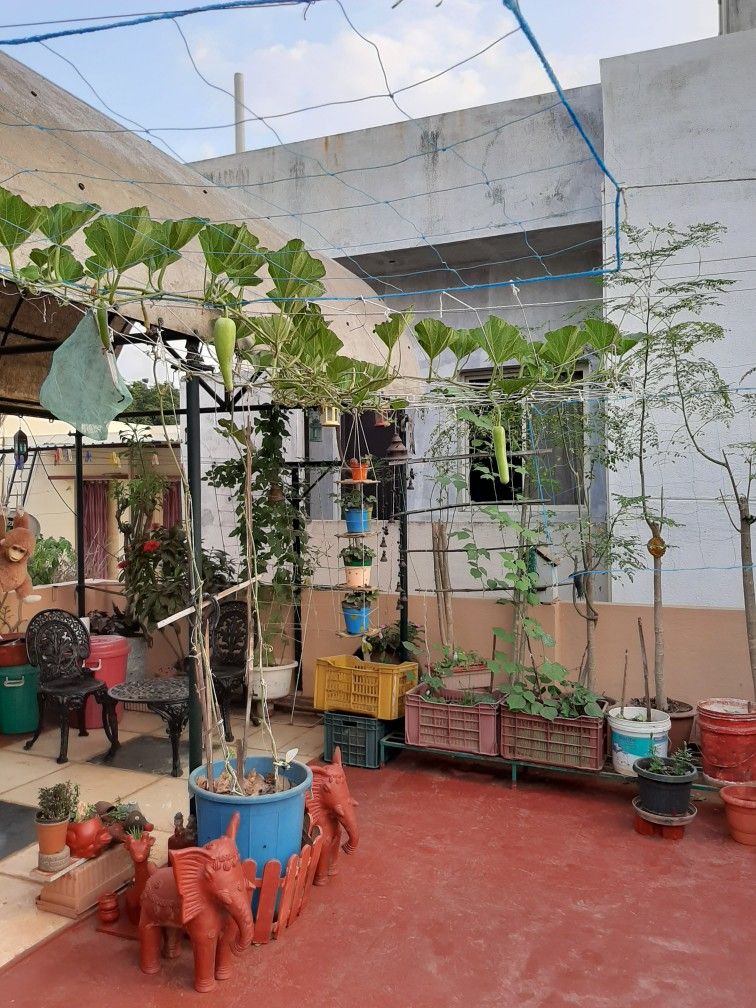 Full Terrace Garden Makeover Service in Chennai image 4