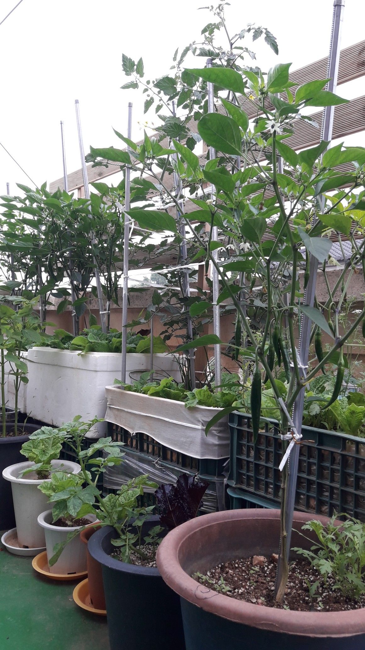 High-Quality Terrace Gardening Contractors in Chennai image 2