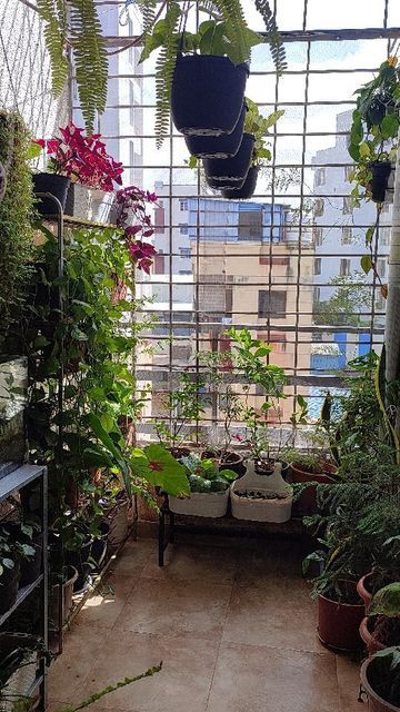 Indoor Gardening for Apartments Chennai image 2