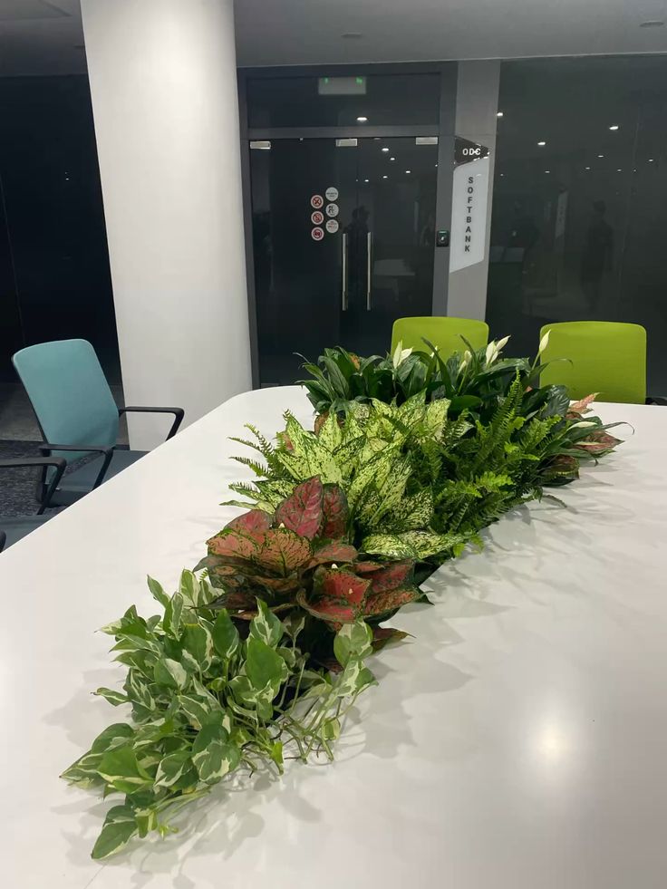 Indoor Plant Services for Offices Chennai image 4