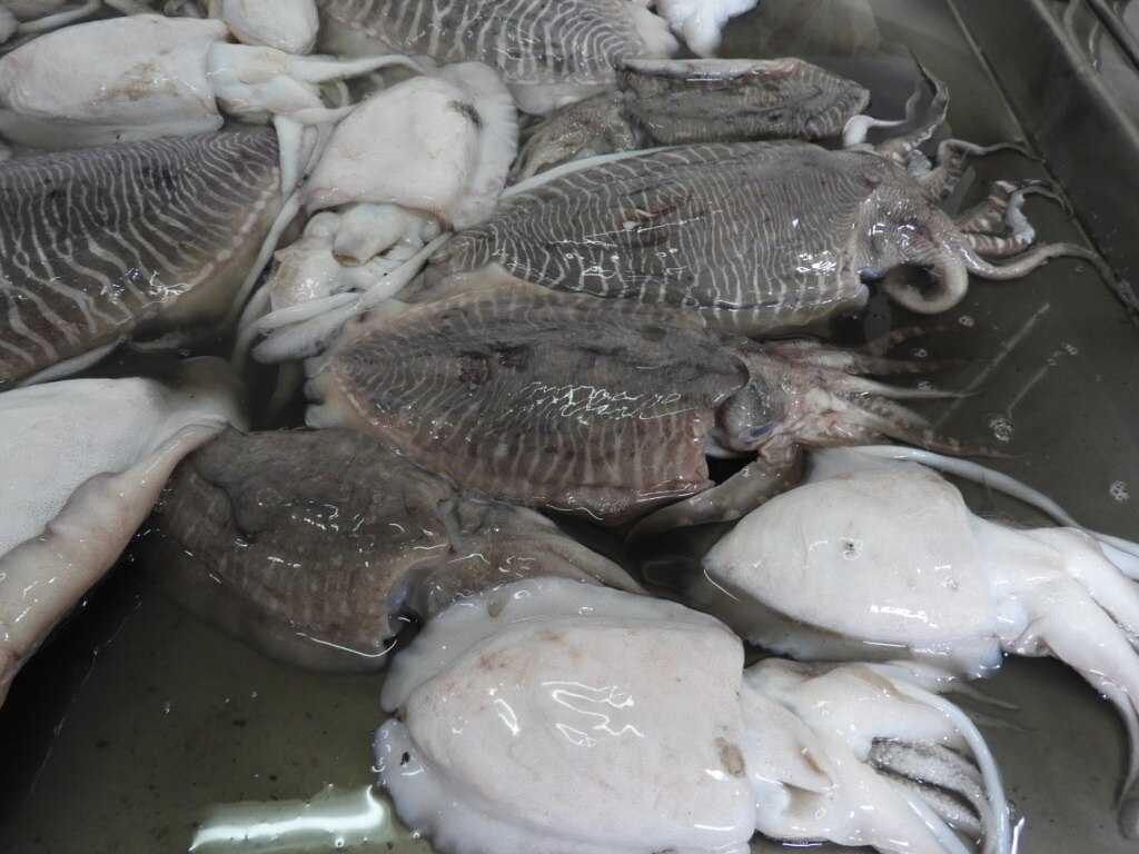 CUTTLEFISH WHOLE BLOCK FROZEN image 2