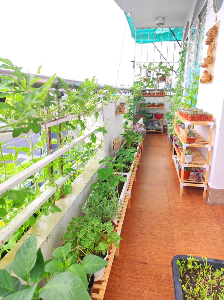 Organic Terrace Gardening Service in Chennai image 3