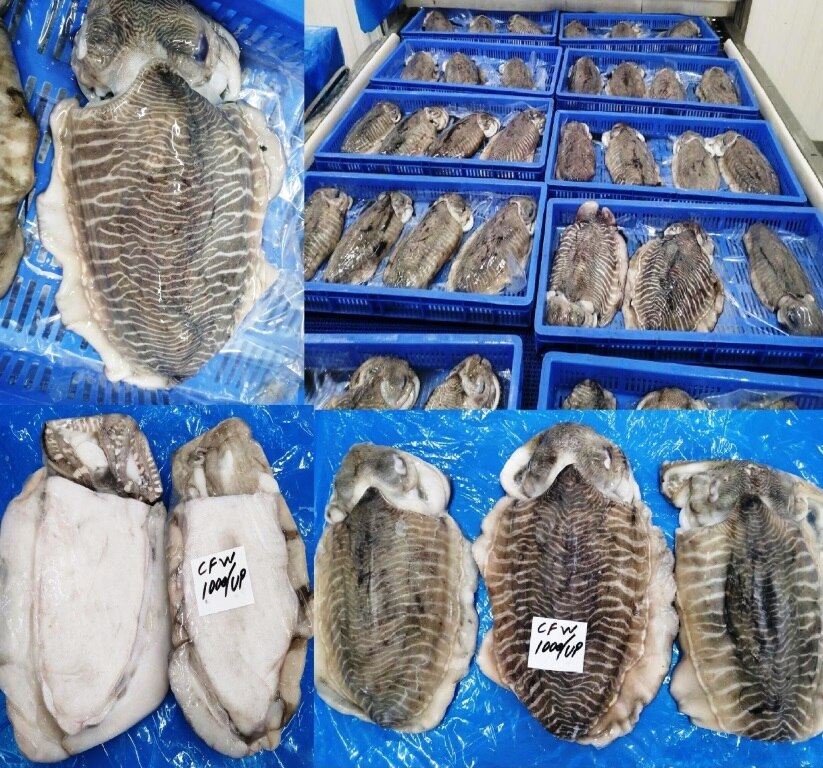 CUTTLEFISH WHOLE IQF image 2