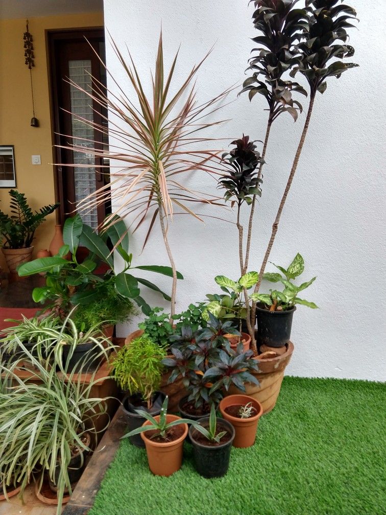 Outdoor Garden Renovation Service Chennai image 2