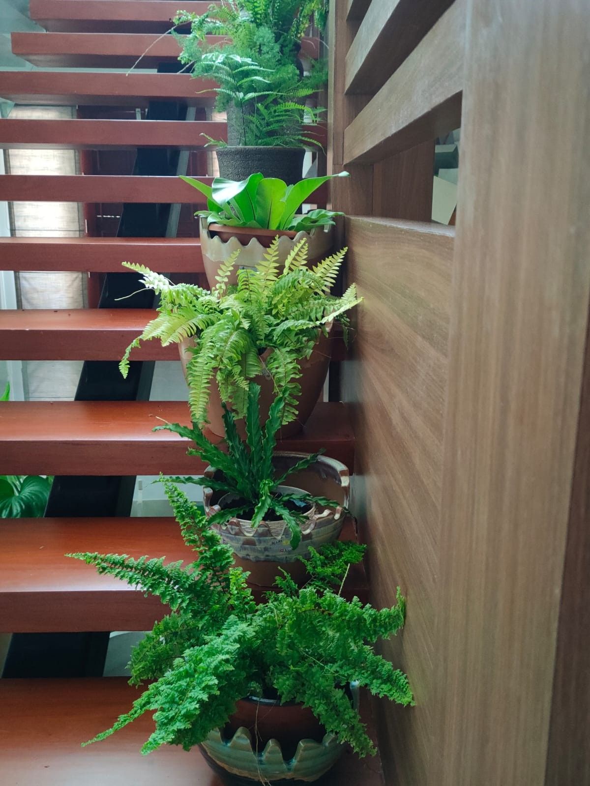 Indoor Plants for Homes Chennai image 2