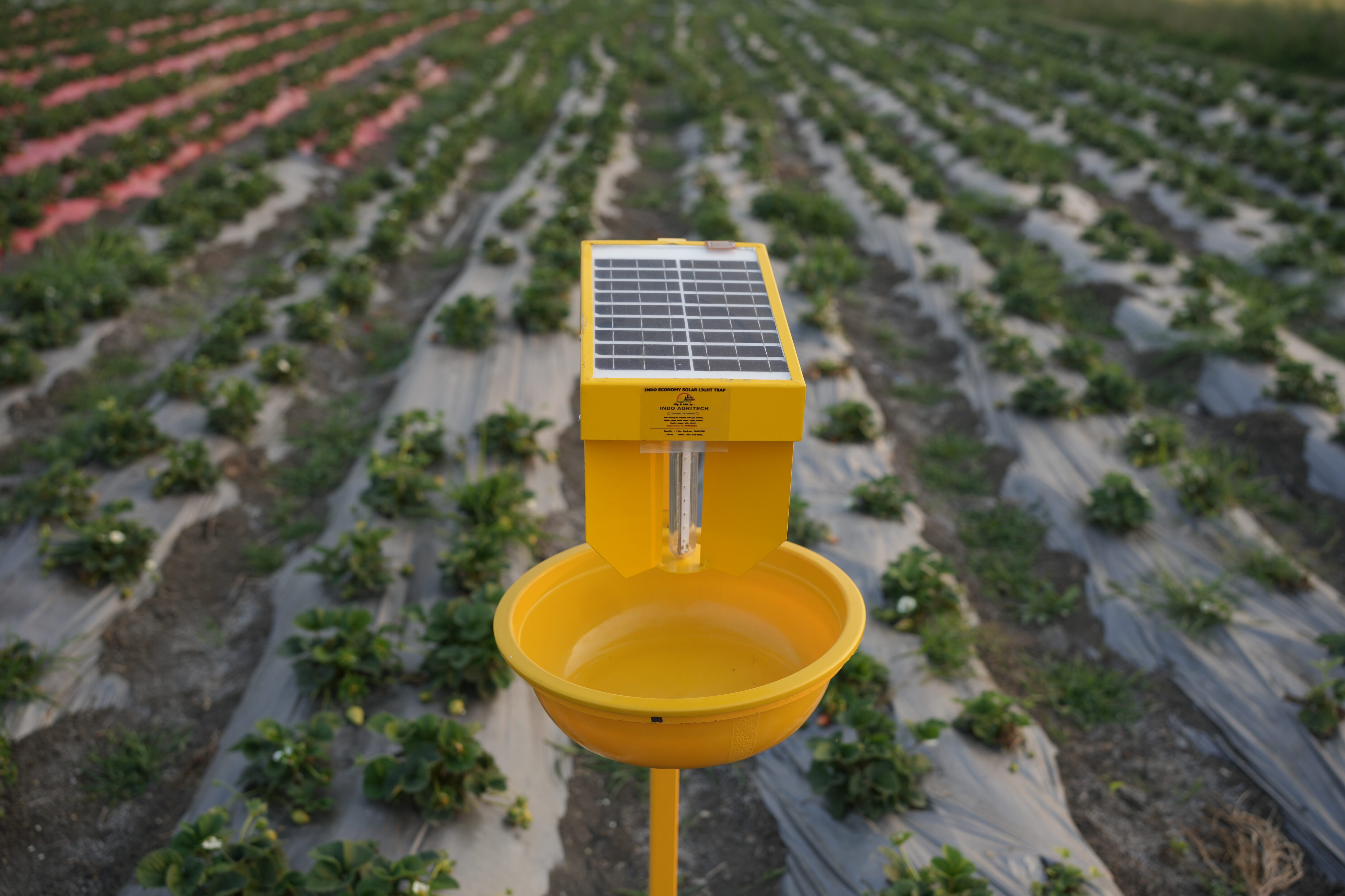 INDO SOLAR LIGHT TRAP image 2