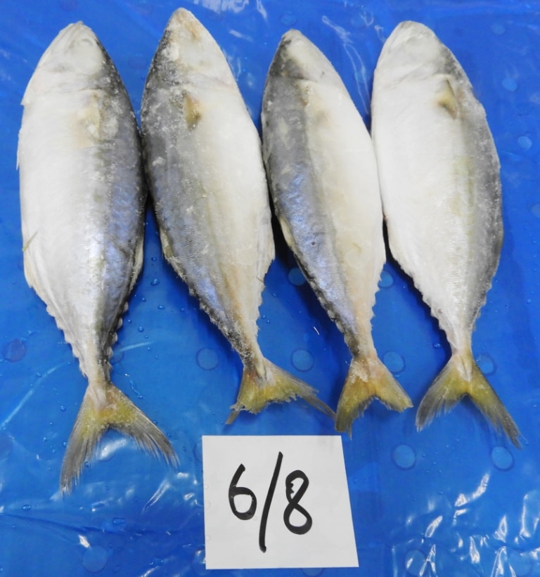 Indian Mackerel fish (IQF) image 2