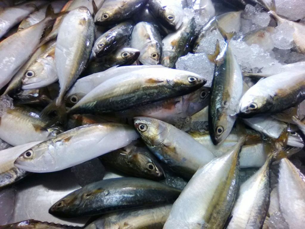 Indian Mackerel fish (IQF) image 4