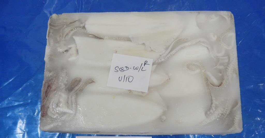 SQUID WHOLE CLEANED image 3