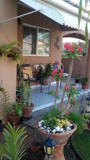 Affordable Outdoor Garden Maintenance Chennai image 2