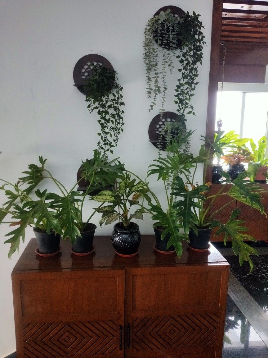 Indoor Plant Design & Setup Chennai image 4