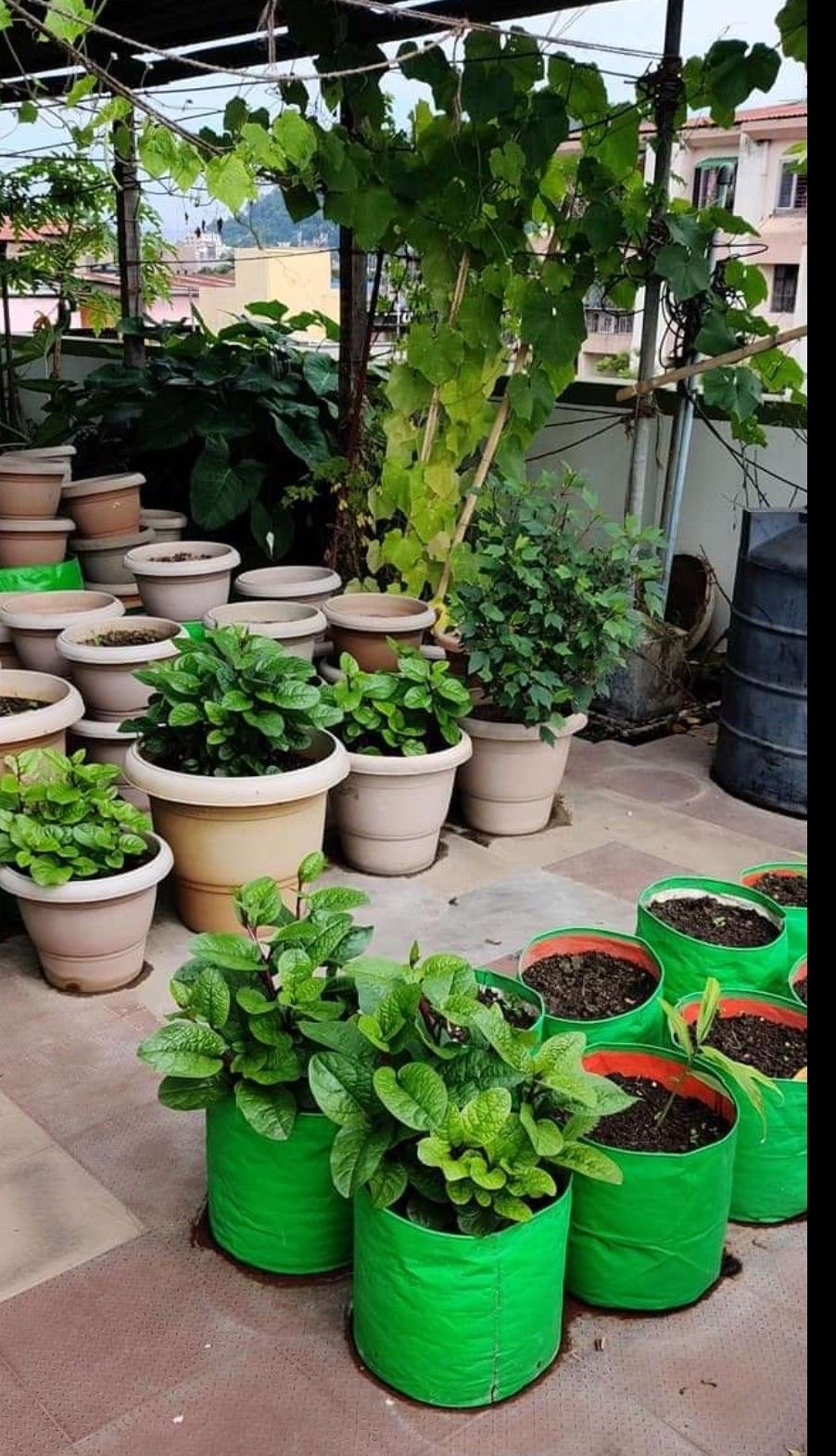 Natural Terrace Garden Landscaping Service in Chennai image 5