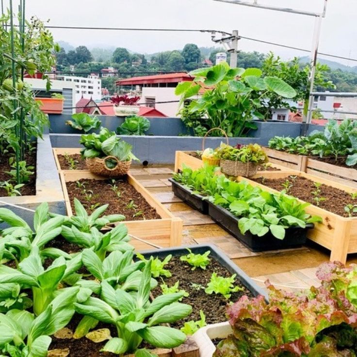 Organic Terrace Gardening Service in Chennai image 5