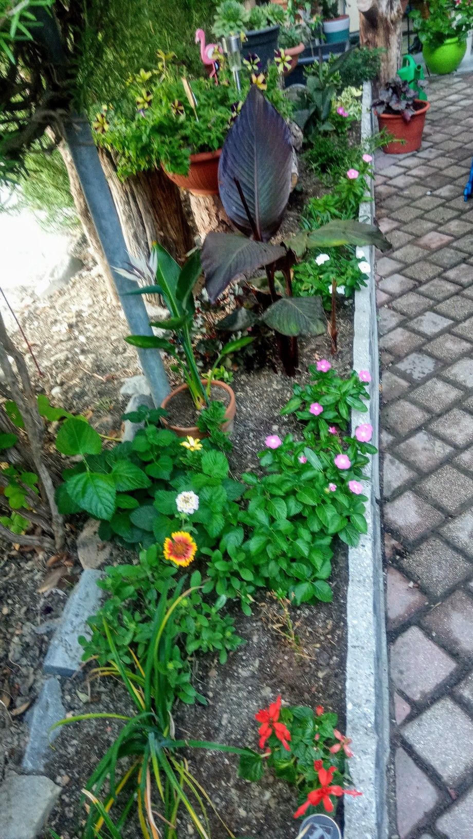 Professional Outdoor Garden Care Chennai image 2