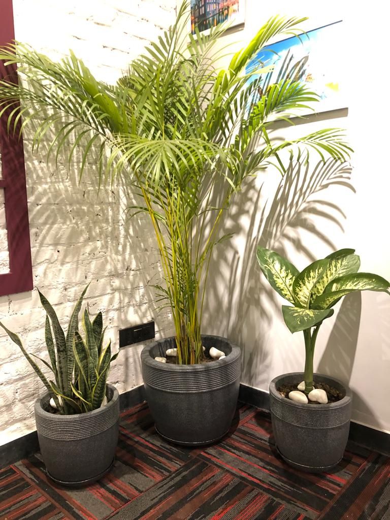 Indoor Garden Care Chennai image 2