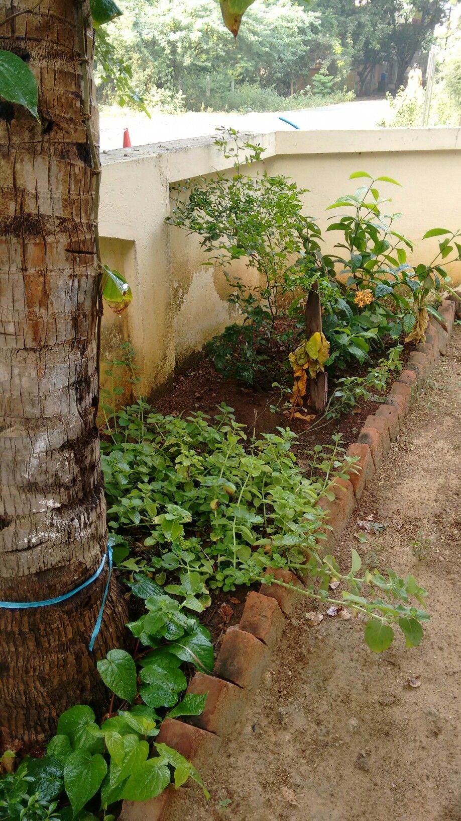 Outdoor Garden Soil & Manure Service Chennai image 3