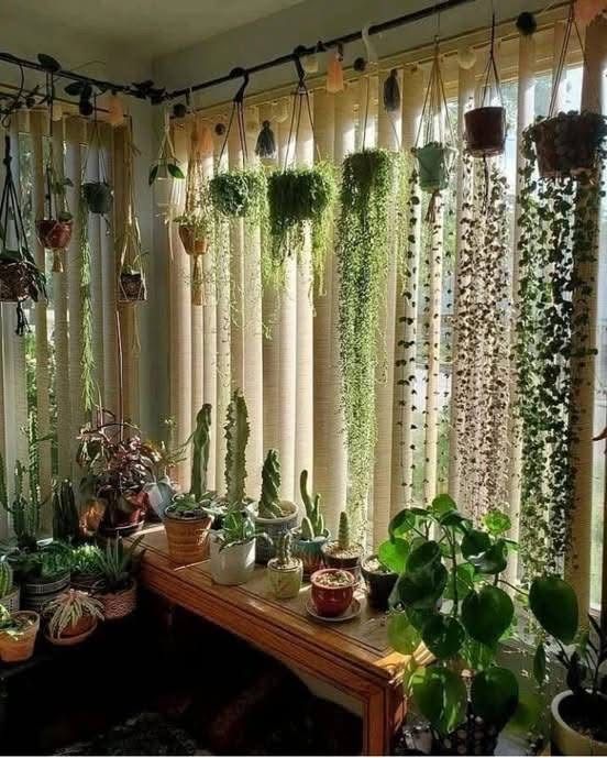 Indoor Garden Transformation Chennai image 3