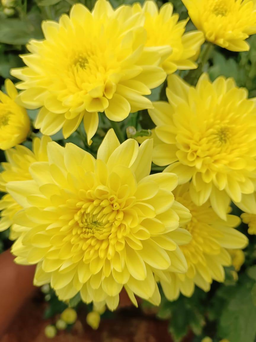 Farm Flowers image 8