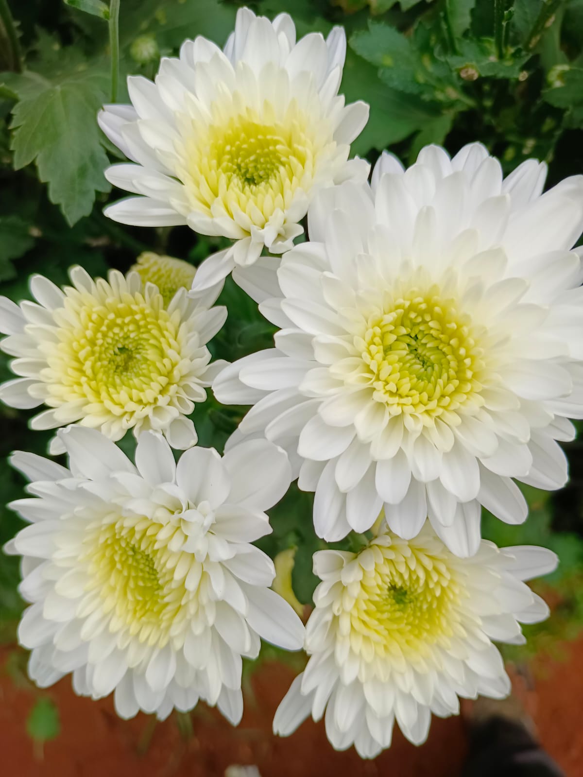 Farm Flowers image 6