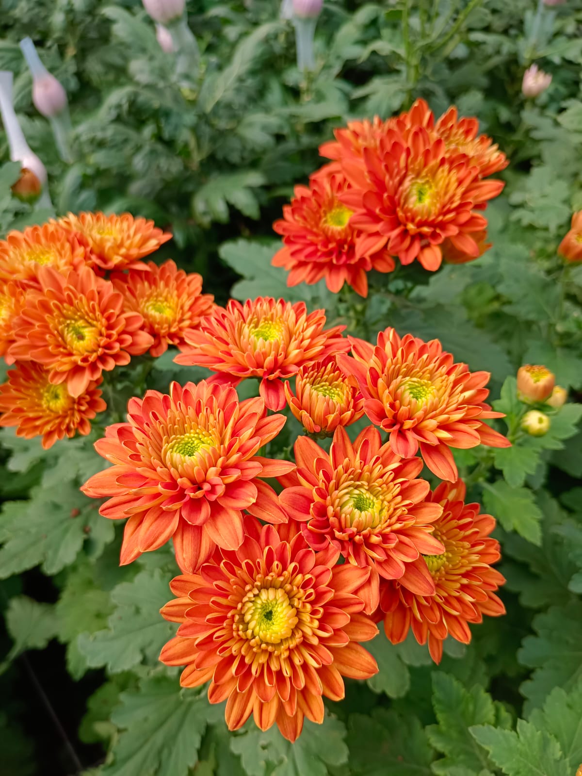 Farm Flowers image 2