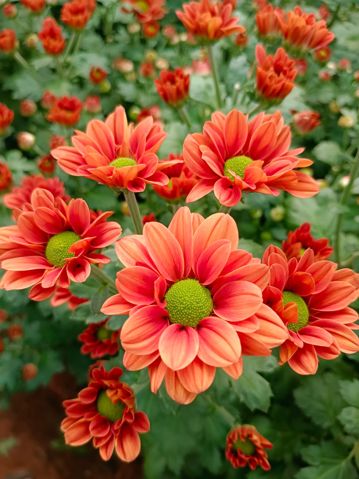 Farm Flowers image 3