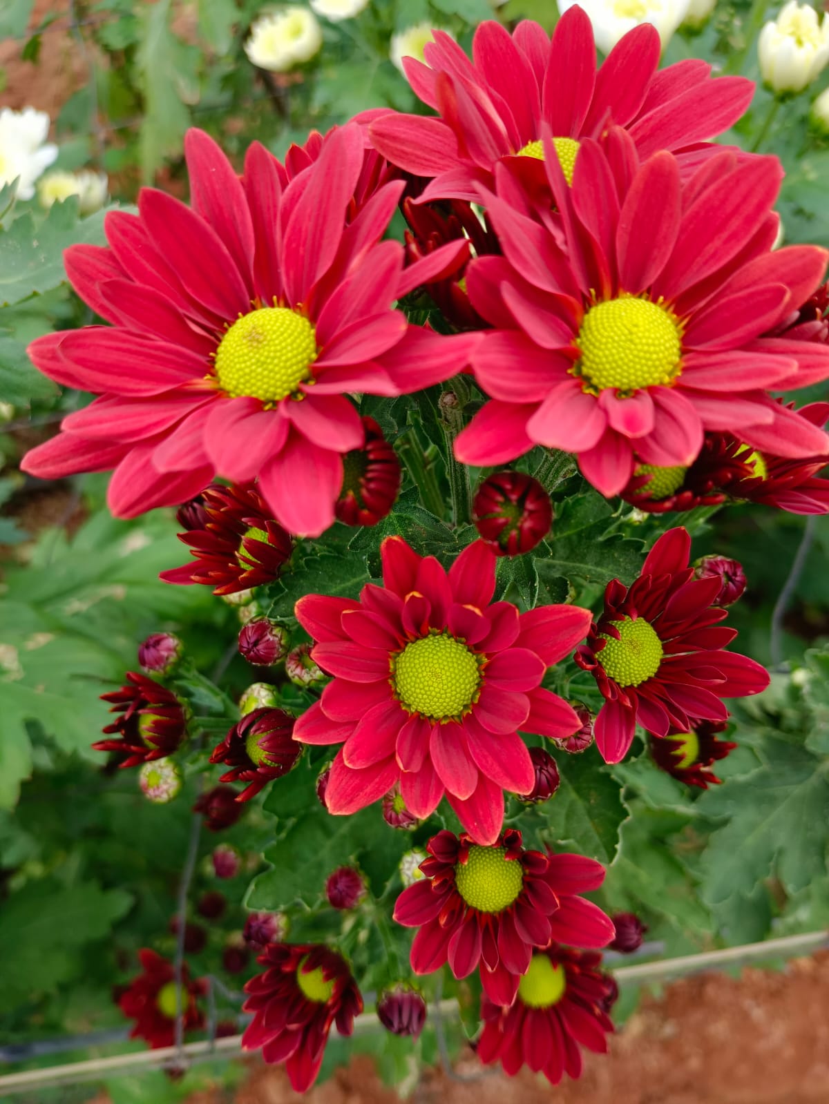 Farm Flowers image 4