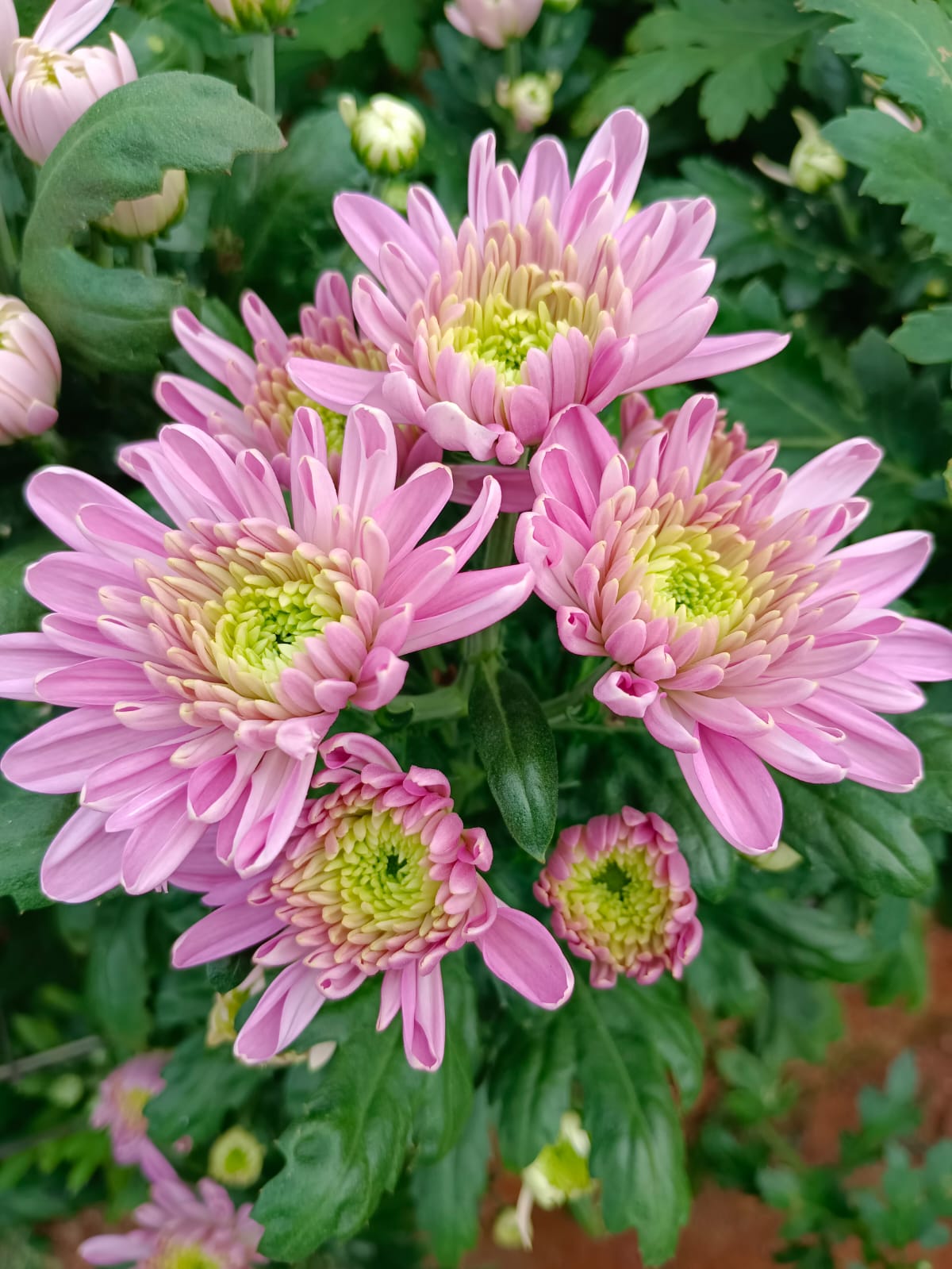 Farm Flowers image 5