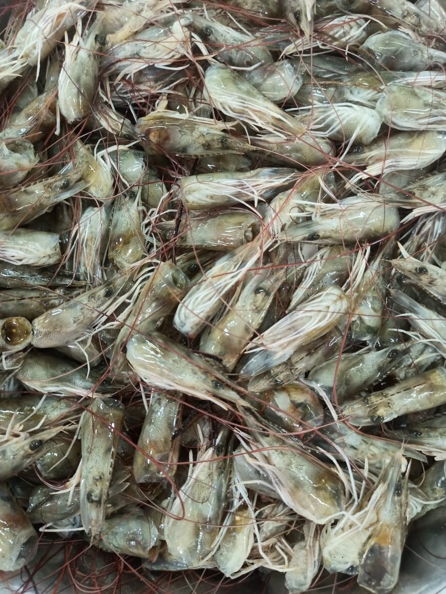 PRAWNS HEAD/SHRIMPS HEAD image 2
