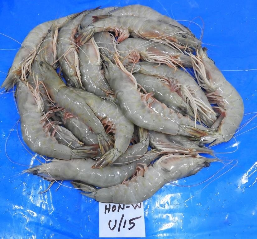 HEAD ON WHITE SHRIMPS & PRAWNS image 2