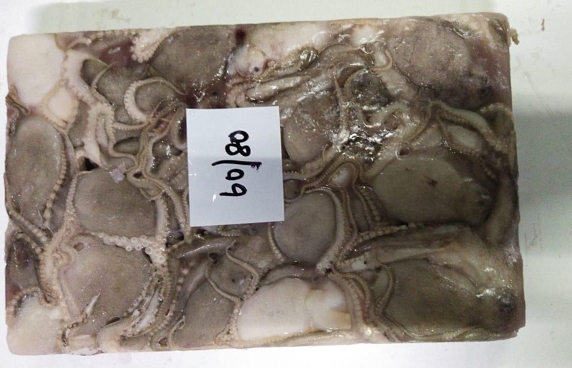 RAW FROZEN OCTOPUS image 4