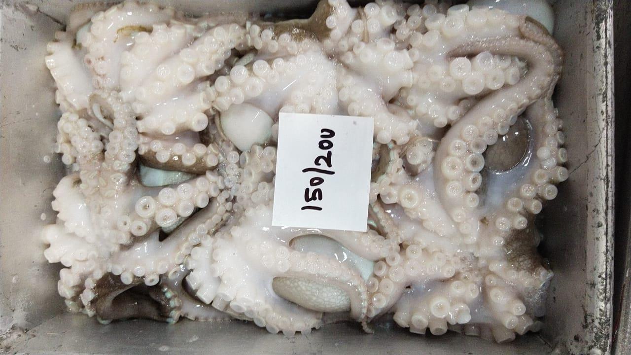 RAW FROZEN OCTOPUS image 2