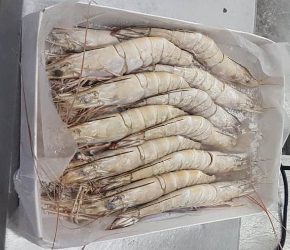 HEAD ON WHITE SEMI IQF SHRIMPS/PRAWNS image 2
