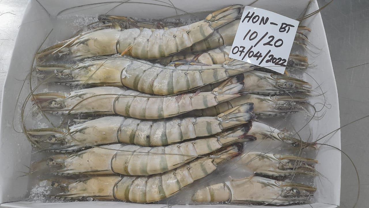 HEAD ON BLACK TIGER SHRIMPS/PRAWNS (SEMI IQF) image 3
