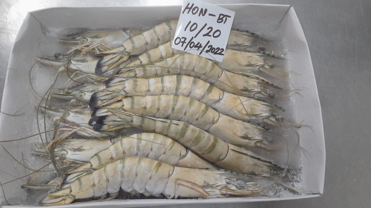 HEAD ON BLACK TIGER SHRIMPS/PRAWNS (SEMI IQF) image 2