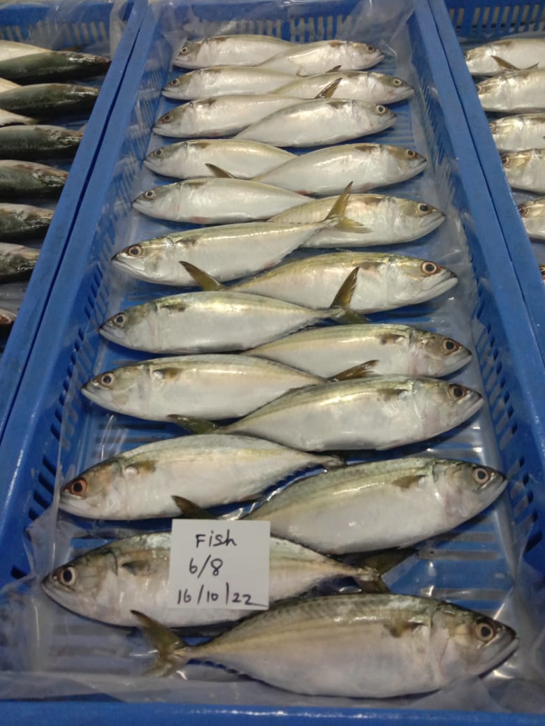 INDIAN MACKEREL FISH (IQF) image 2