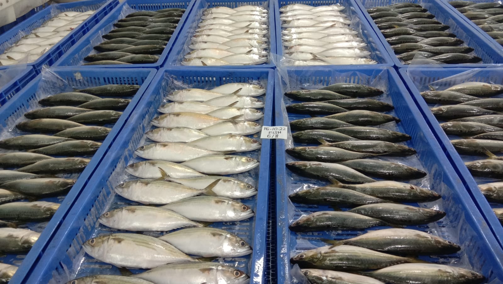 INDIAN MACKEREL FISH (IQF) K V Marine Exports, Chennai