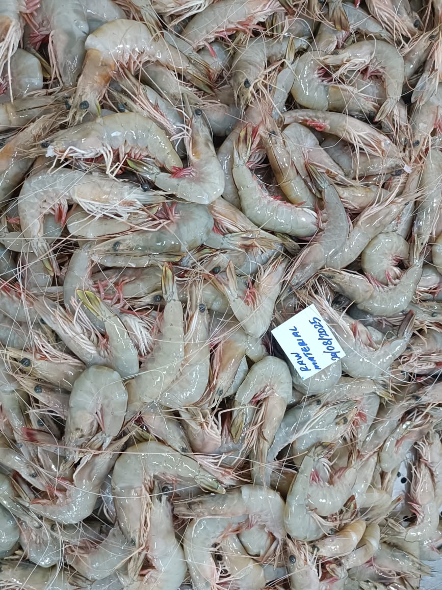 Head on white shrimps image 4